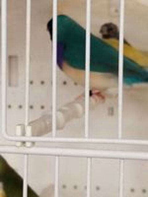   Diamant gould bleu  