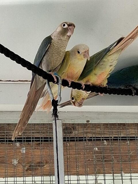 Conure pyrrhura molinae 100 35540 Plerguer