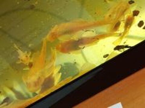   Ancistrus gold Albinos  