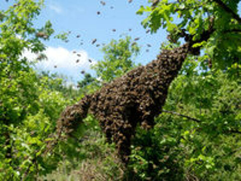   Récupére essaim d'abeilles  