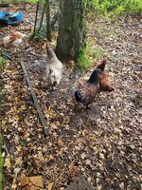   Poules de différentes espèces à adopter 