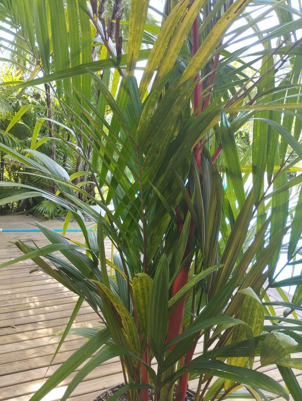 Palmier rouge &agrave; l&egrave;vres Jardin