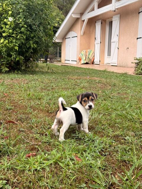 Chiot Jack Russel 850 40230 Saint-vincent-de-tyrosse