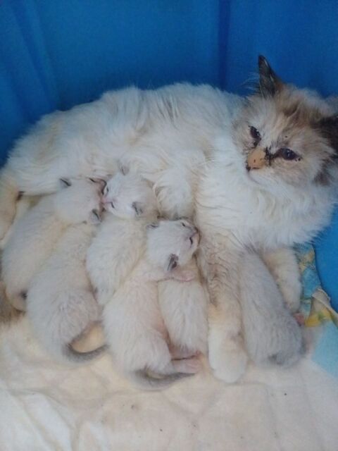 Bbs chatons /Birmanie/siamois 550 03500 Bransat