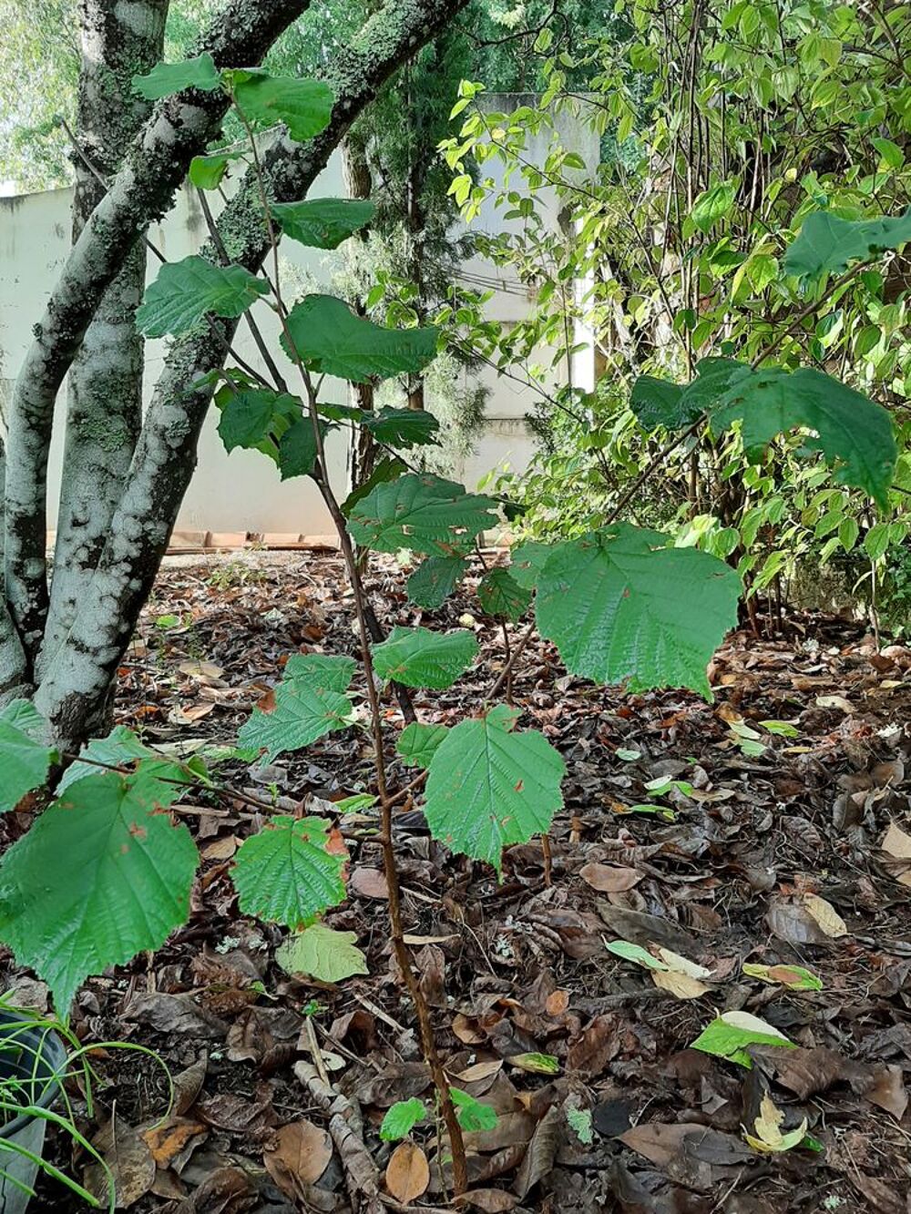 ARBRE NOISETIER fruits &agrave; coque Jardin