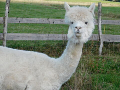 alpaga 13 ANS  castré dressé echange possible0 1200 88240 Le clerjus