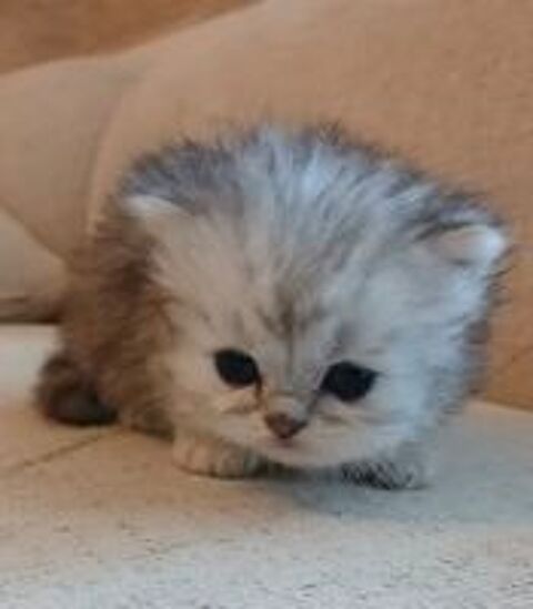   Très mignon chaton mâle persan chinchilla 
