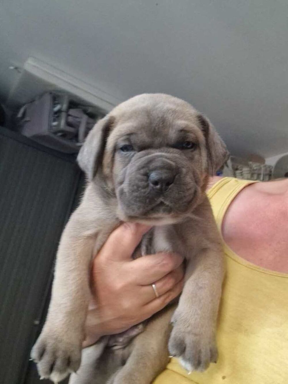   Cane corso a reserver 