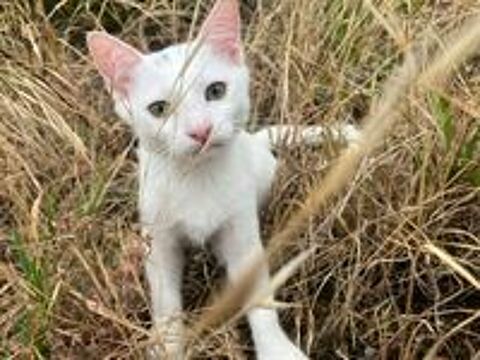   chaton femelle 