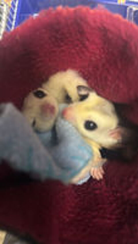   2 sugar glider (phallanger) avec cage etc 