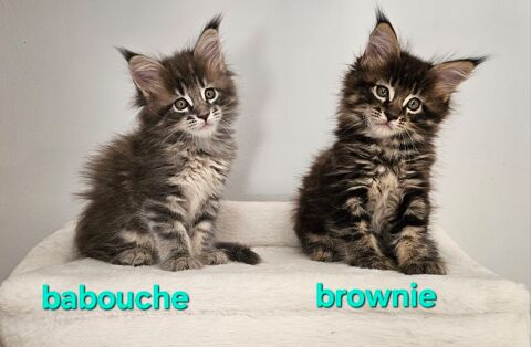 chatons maine coon LOOF 850 54470 Ansauville