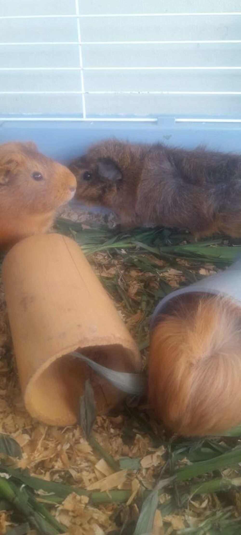   cochon d'Inde adulte  
