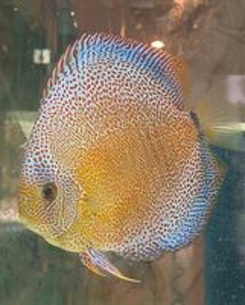   Discus 
