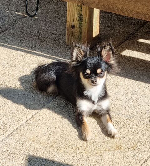 A placer femelle chihuahua 700 17000 La rochelle