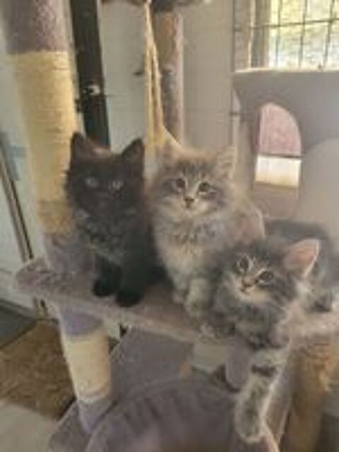   Chaton norvegien loof pure tace 