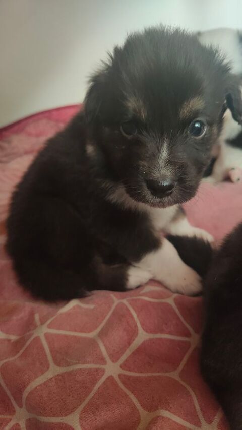 chiot berger australien  350 25250 L'isle-sur-le-doubs