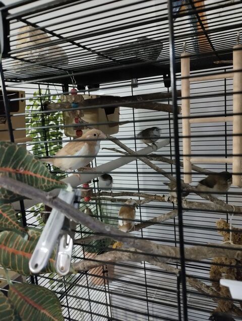 Divers oiseaux exotiques. 0 38330 Montbonnot-saint-martin