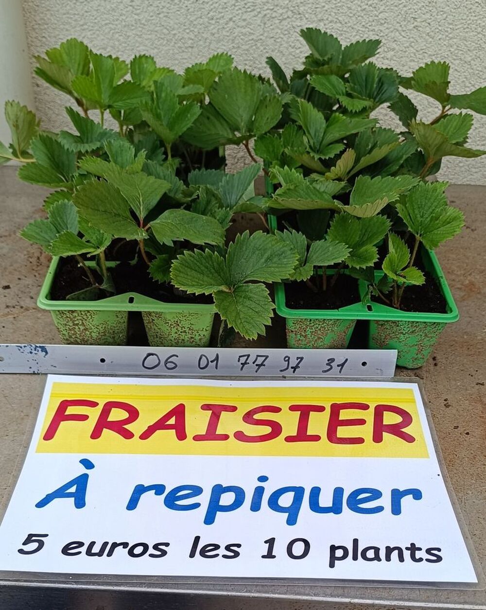 Fraisiers Jardin