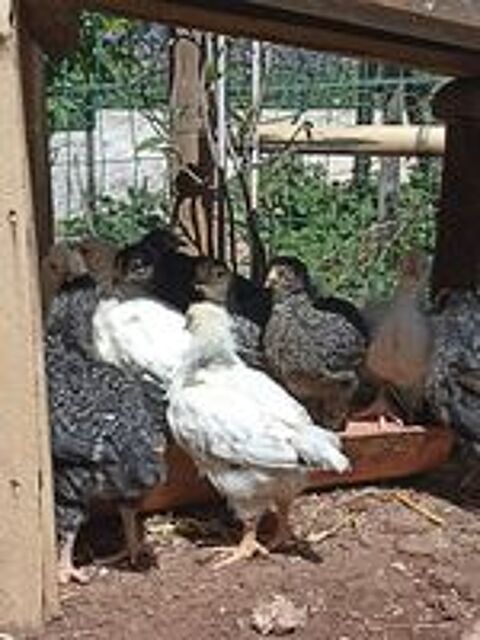  Poussins de 1,5 mois 