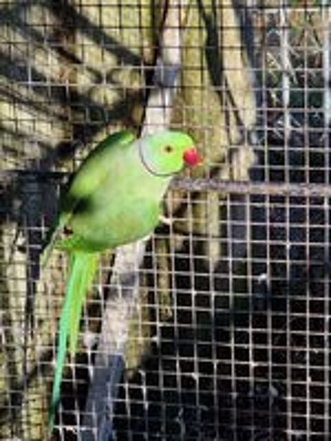   Mâle perruche à collier verte de 3 ans 