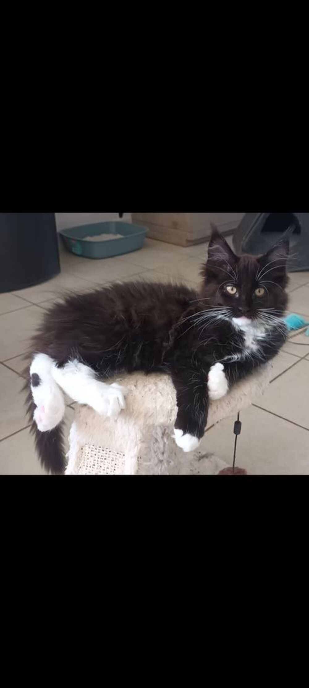   Maine coon  femelle loof 