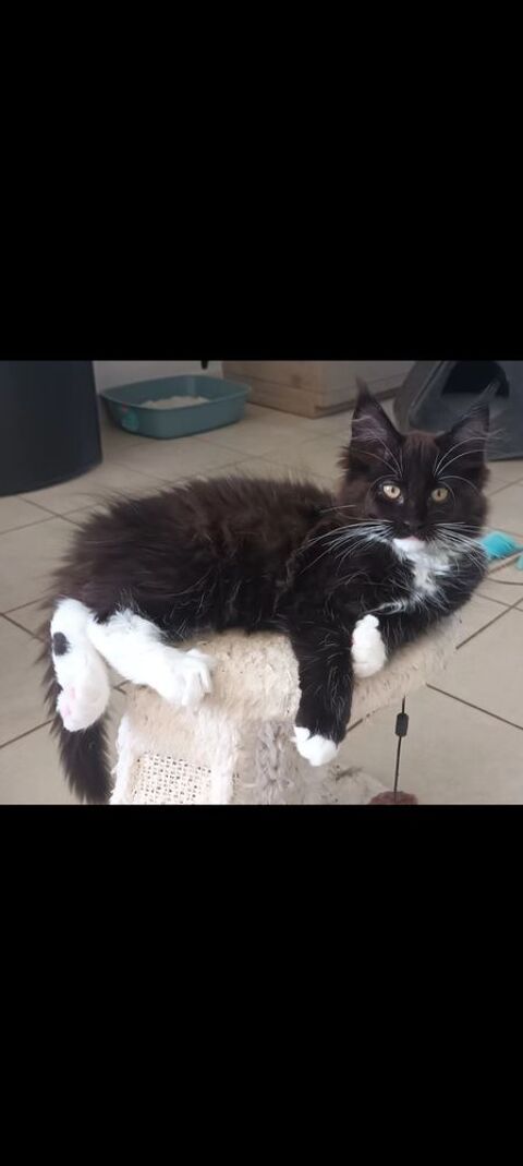 Maine coon  femelle loof 1000 62850 Alquines