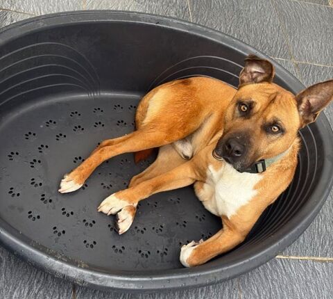 &Agrave; DONNER ? MALINOIS TA&Iuml;KO ? 4 ANS ? DON S&Eacute;RIEUX UNIQUEMENT 0 13821 La penne-sur-huveaune