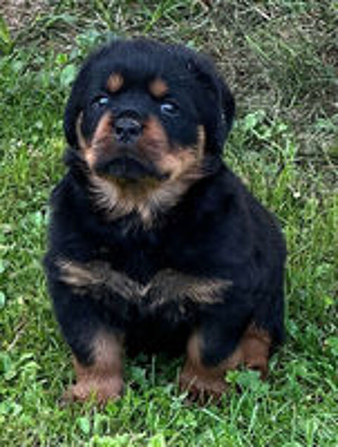   ROTTWEILER LOF gros gabarit  