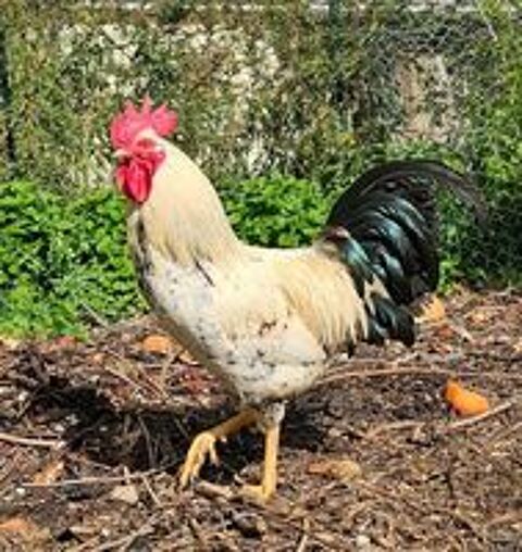  don coq 