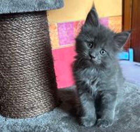   Chatons Maine COON  