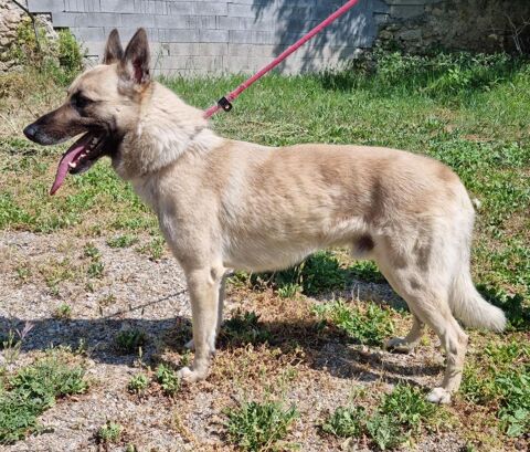 TACOS, berger allemand blanc-champagne, 5 ans 220 34500 B�ziers