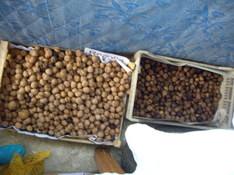 Noix Fraiches BIO non traits rcolte 2025 + 2024 4 Bouxwiller (67)