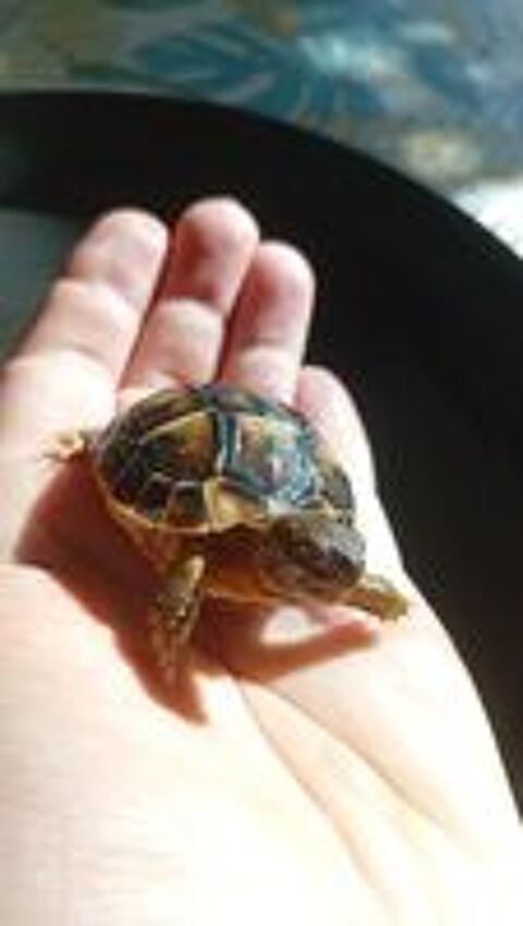  Bébés tortues disponible  