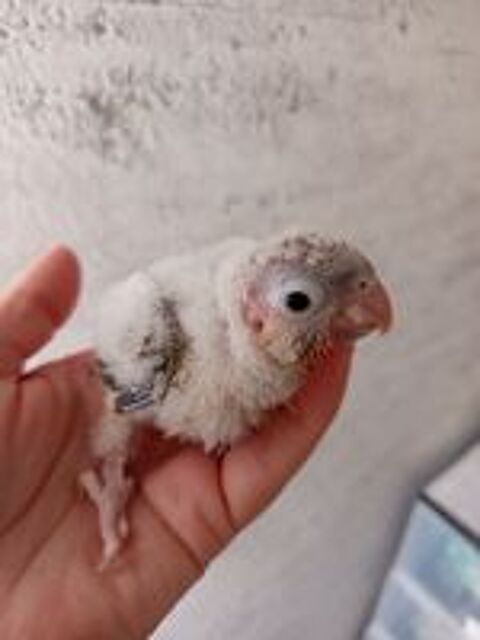   Conure molinae EAM  