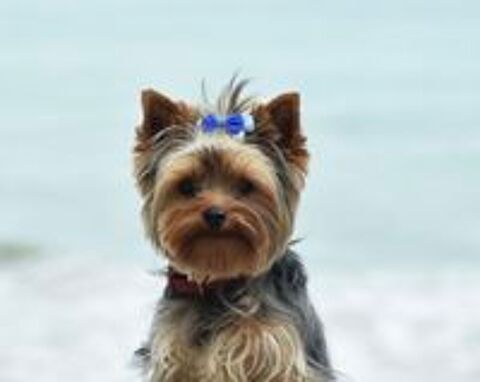   A réserver un chiot mâle Yorkshire terrier inscrit au LOF 