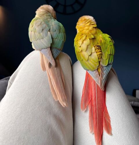 Conure molinae eam 110 69124 Colombier-saugnieu