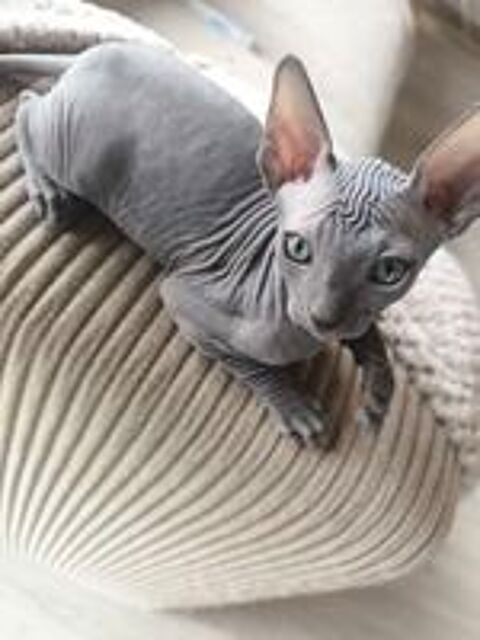   Sphinx femelle mâle 