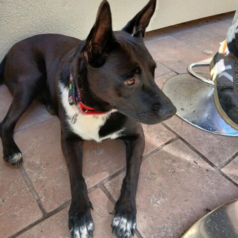 Adorable Naya 200 26320 Saint-marcel-l�s-valence