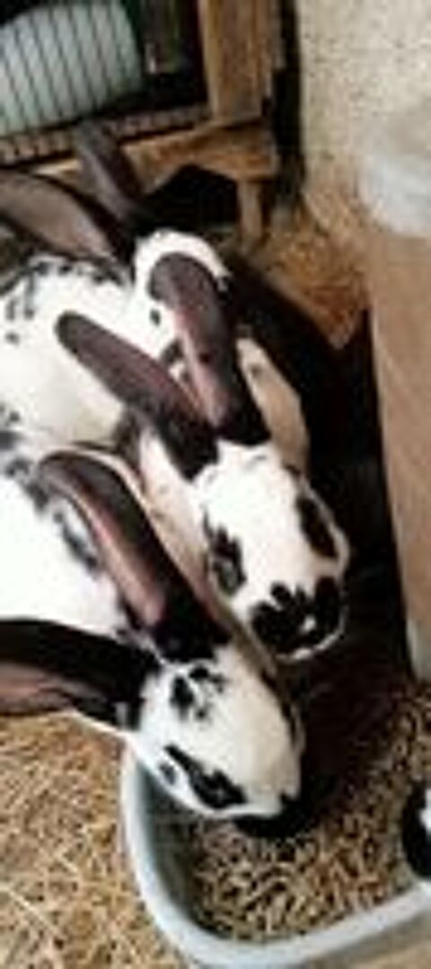   Lapin papillon 