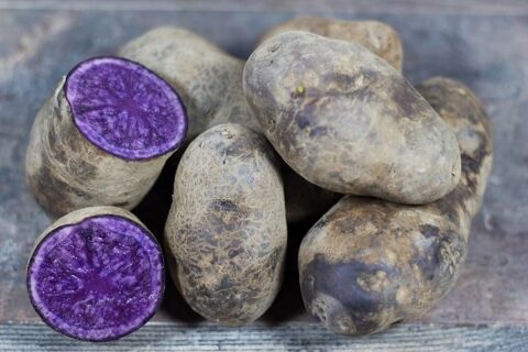 Pomme de terre 1 Le Petit-Fougeray (35)