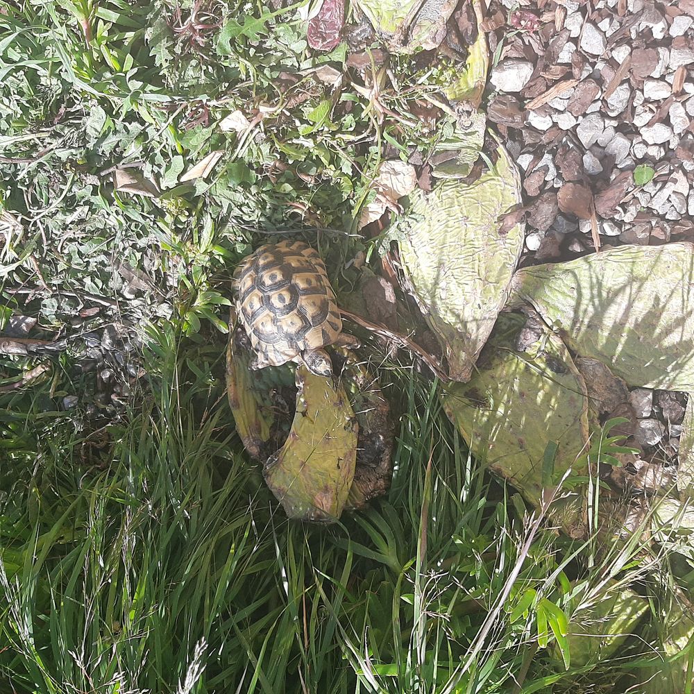   Tortue graeca 5 ans mâle  