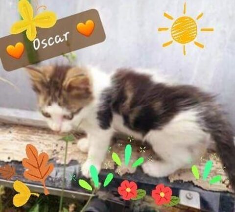 Oscar, adorable chaton à l'adoption ! 120 31560 Calmont