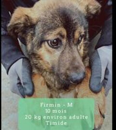   SOS FIRMIN M�LE CASTRE 11MOIS A SAUVER DE ROUMANIE  