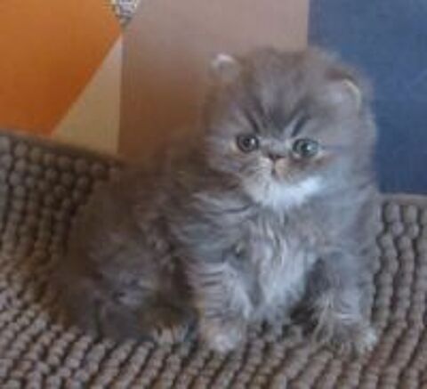   A RESERVER MAGNIFIQUE CHATON PERSAN MALE LOOF 
