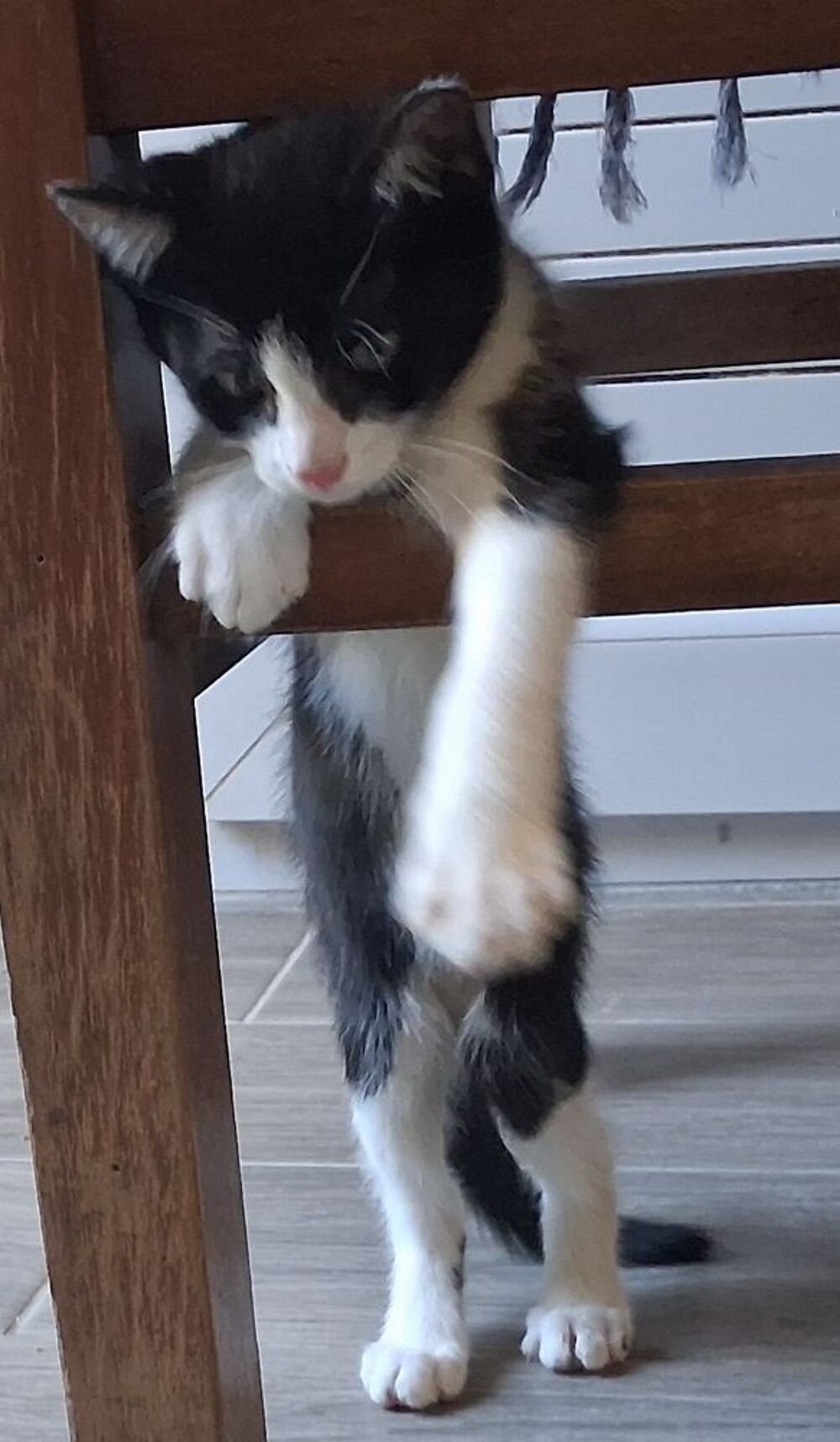   chaton 2 mois et demi noir et blanc  