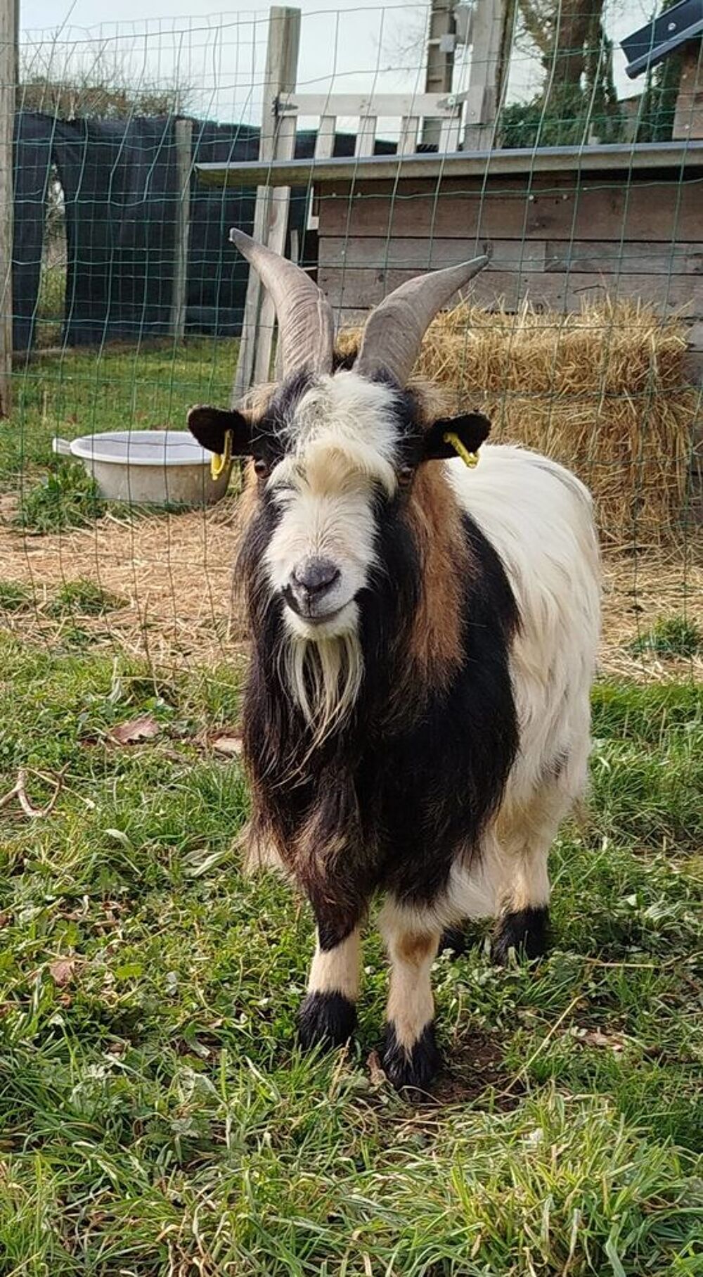   Megadeth, bouc croisé nain 