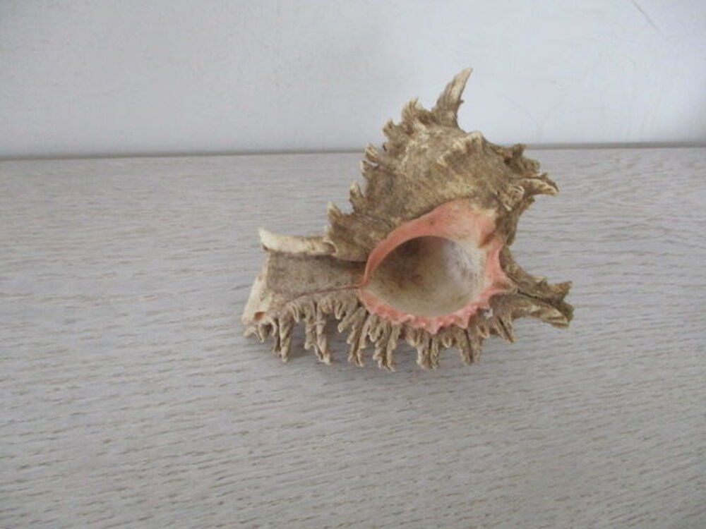 coquillage 
