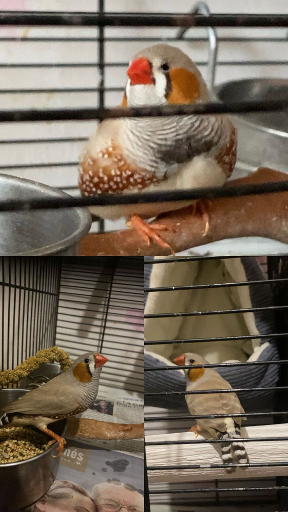   Oiseaux Diamant mandarin  