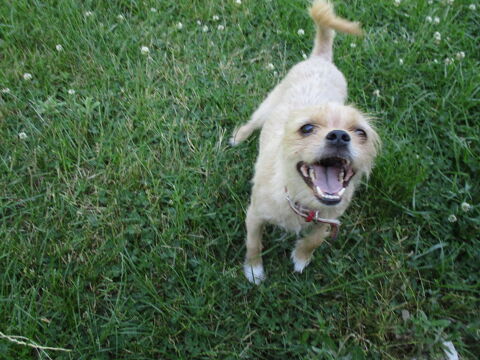 Simba attend sa famille 250 51210 Boissy-le-repos