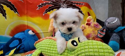 CHIOTS MORKIES ( bichon maltais x yorkshire)  800 41700 Le controis-en-sologne